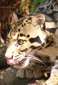 Santago Rare Leopard Park is a breeding project