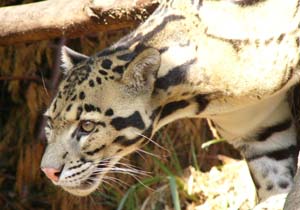 Santago Rare Leopard project Hertfordshire