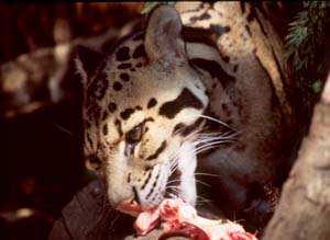 Santago Rare Leopard Park is a breeding project