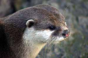 Otter